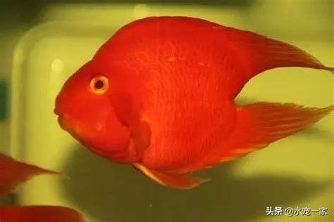 雪鸚鵡魚|鸚鵡魚原來有這麼多品種，還有你不知道的這6種？